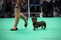 Crufts2011_2 1172